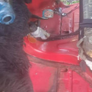 BAJAJ 2009 4 STROKE